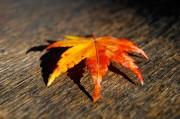 揭秘日本網(wǎng)站流量查詢網(wǎng)站，助力企業(yè)精準(zhǔn)洞察市場(chǎng)動(dòng)態(tài)，深度解析，日本網(wǎng)站流量查詢工具，助力企業(yè)洞悉市場(chǎng)脈搏，深度解析，日本網(wǎng)站流量查詢工具，助企業(yè)精準(zhǔn)把握市場(chǎng)脈搏