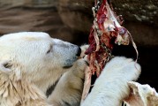 動物免費游戲，讓生活更加有趣的游戲體驗，動物免費游戲，讓你的生活更加有趣的選擇