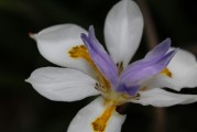 夢(mèng)中生子的寓意與感悟，夢(mèng)中生子的寓意與深度感悟