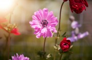 2023年度網(wǎng)上訂花網(wǎng)站排名，品味生活，從一束花開始，2023年網(wǎng)上訂花網(wǎng)站排行，開啟美好生活，從一束花啟程