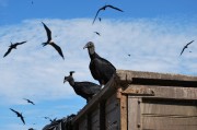 夢(mèng)中飛翔的鳥影——一次奇妙的夢(mèng)境之旅，夢(mèng)中飛翔的鳥影，奇妙的夢(mèng)境之旅