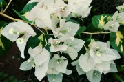 夢(mèng)中的花宴——一次奇妙的吃花之旅，夢(mèng)中的花宴，一次奇妙的吃花之旅