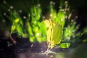 燕子翩飛入夢來——家中的溫馨與希望，燕子翩飛入夢來，家中的溫馨與希望
