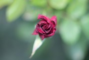 夢中見證友情之花——我的朋友結(jié)婚之夢，夢中見證友情之花，我的朋友婚禮之夢