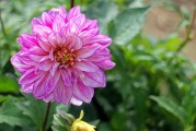 夢(mèng)中花開(kāi)花落，探尋心靈之境