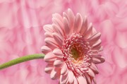 花花姑娘游戲免費下載，花花姑娘，全平臺無限制游戲免費下載