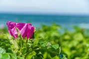 夢中淚落，情感之海