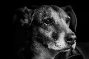 夢中犬語，解讀夢到許多狗的奧秘