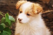 犬舍注冊全攻略，流程、注意事項及必備材料，一站式指南，犬舍注冊全解析