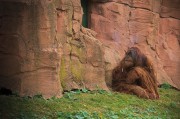 我的動物園的游戲免費(fèi)，動物園游戲，享受寓教于樂的動物世界