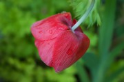 懷孕期間夢到花的神秘寓意，懷孕期間夢到花的神秘寓意