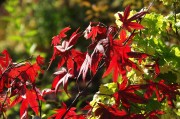 紅衣之夢(mèng)，一場(chǎng)色彩斑斕的夢(mèng)境探索，紅衣之夢(mèng)，色彩斑斕的夢(mèng)境探索