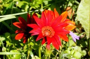 夢(mèng)中花語，解讀夢(mèng)到花的深層含義，夢(mèng)中花語，解讀夢(mèng)到花的深層含義