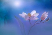 夢(mèng)中的畫眉之歌，詩意與生活的交響，夢(mèng)中之畫眉之歌，詩意與生活的交響樂章