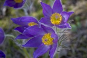 鮮花游戲免費(fèi)體驗(yàn)，超值！鮮花游戲免費(fèi)體驗(yàn)，讓生活更浪漫