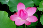 夢(mèng)到魚(yú)塘，深邃的寓意與心靈的啟示，夢(mèng)探魚(yú)塘，深邃寓意與心靈的啟示
