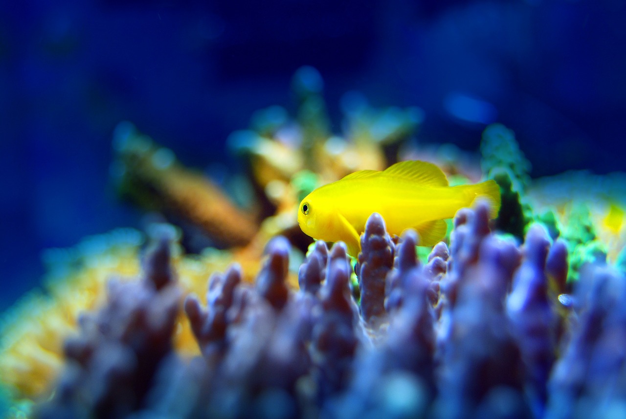 夢中的魚之海，一場與小魚的奇妙邂逅