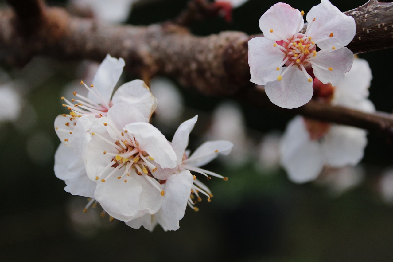 夢(mèng)中樹開花，寓意何在？