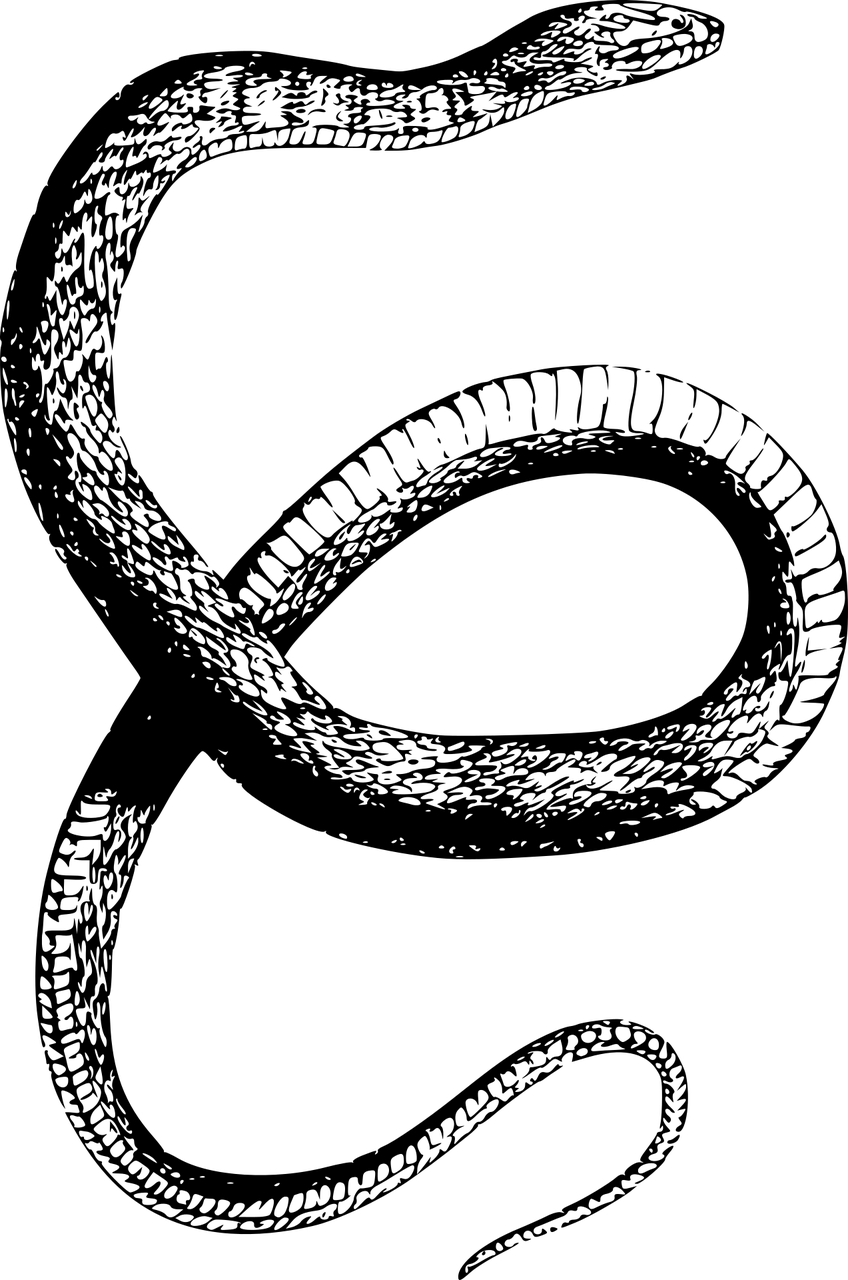 夢(mèng)中的蛇之謎，探索身上有蛇的夢(mèng)境，夢(mèng)中的蛇之謎，探索身上有蛇的夢(mèng)境