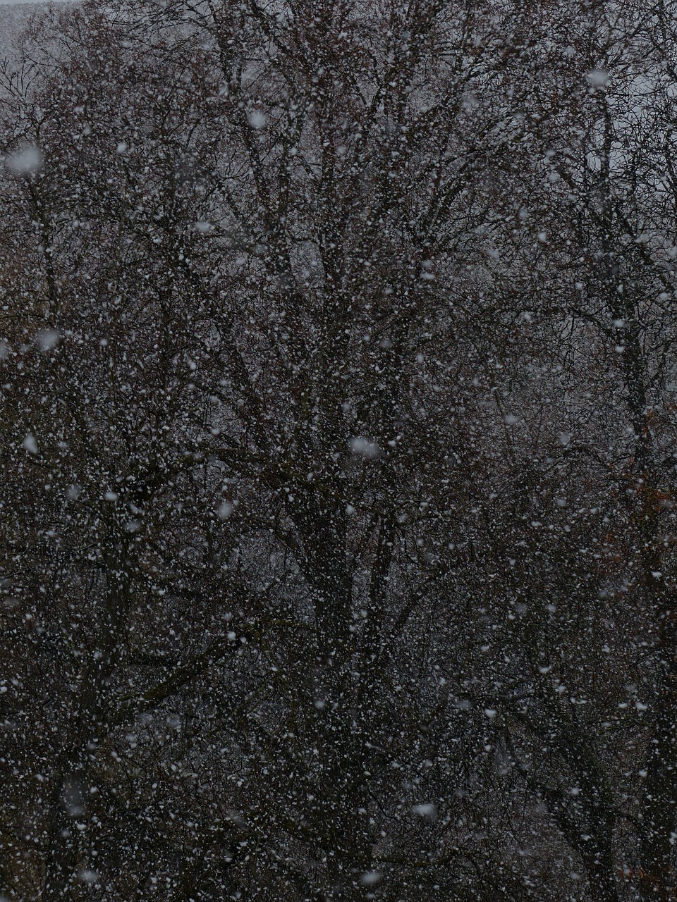 夢中雪舞，心靈的洗禮