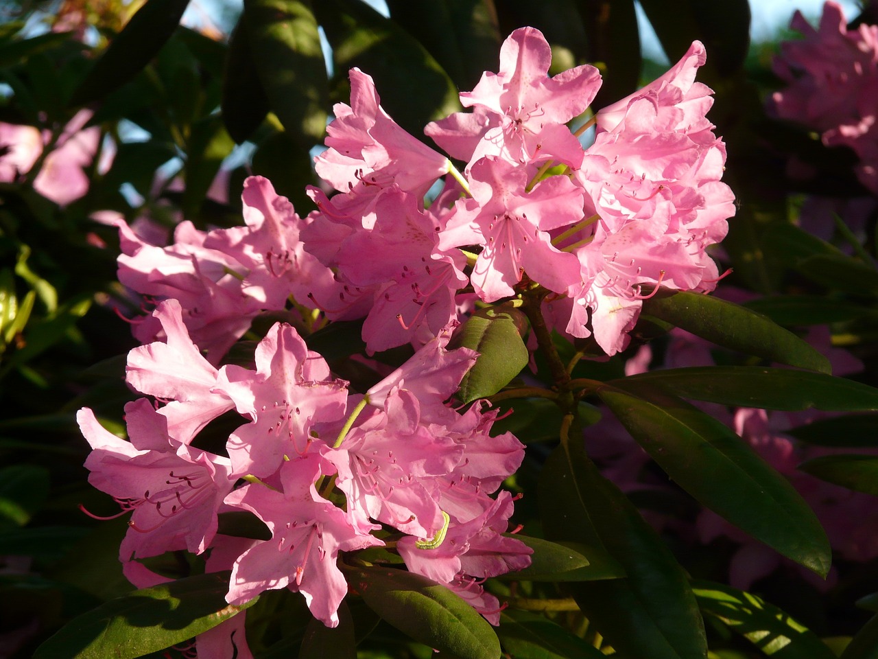 草莓之夢(mèng)，一場(chǎng)甜蜜的幻游