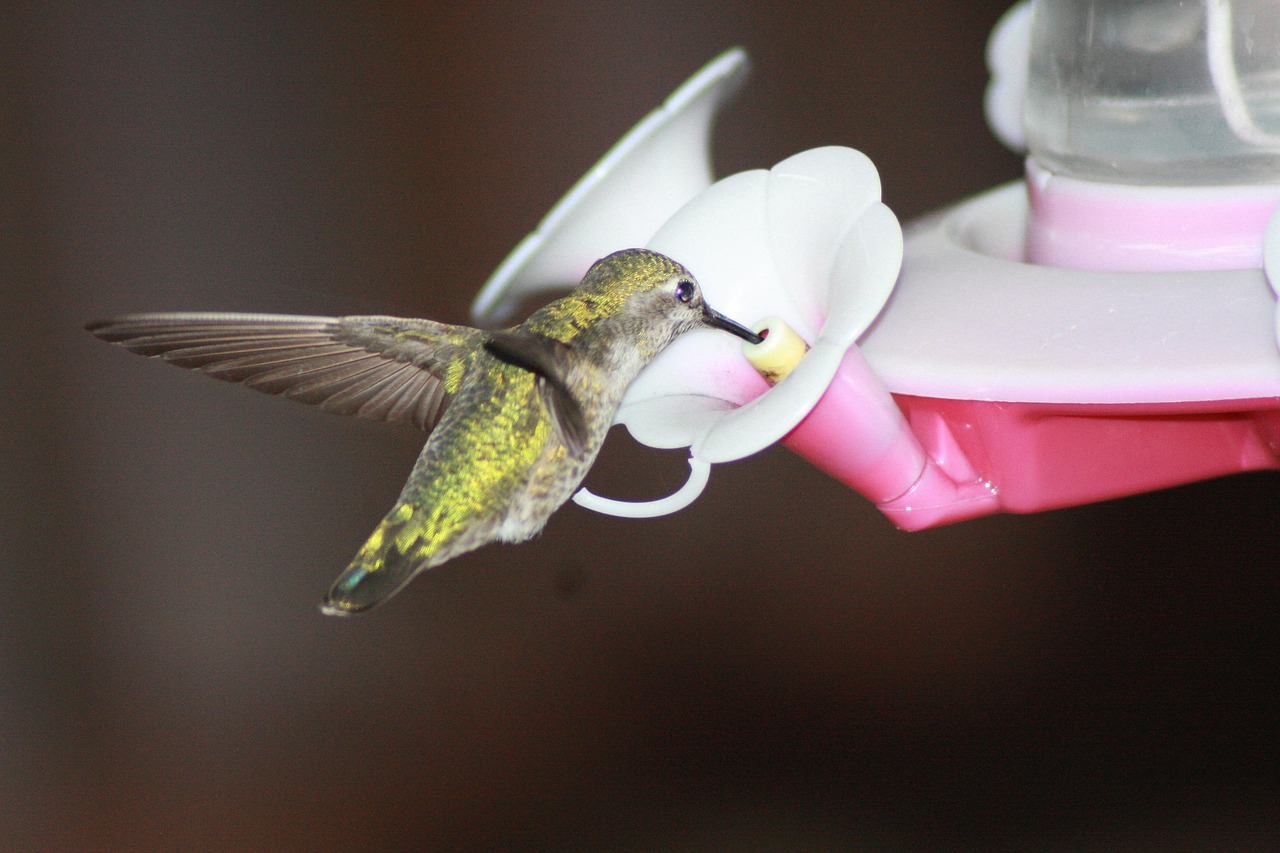 蜂鳥(niǎo)配送注冊(cè)攻略，輕松開(kāi)啟您的蜂鳥(niǎo)配送之旅，蜂鳥(niǎo)配送注冊(cè)指南，輕松起步您的配送生涯